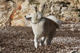 AKITA INU 249